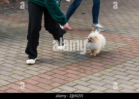 Beautiful Spitz, beige, runs for a treat, in the owner's hand. High quality photo Stock Photo