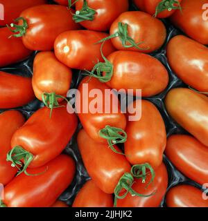 Tomaten (Solanum lycopersicum) im Gemüsegeschäft Stock Photo