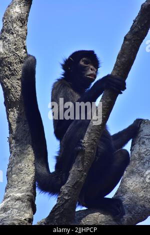 Spider monkey, a primate common on the Amazon Forest Stock Photo - Alamy