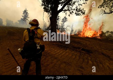Jerseydale, CA, USA. 26th July, 2022. Jerseydale, CA, U.S. - Firefighters took advantage of the favorable conditions today to conduct controlled burns along the dozer lines on the Oak Fire near Jerseydale, Ca. (Credit Image: © Neal Waters/ZUMA Press Wire) Stock Photo