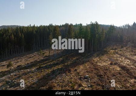 Aerial view of pine forest with large area of cut down trees as result of global deforestation industry. Harmful human influence on world ecology Stock Photo