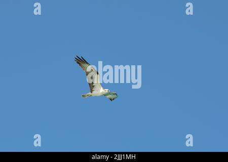 Beautiful wild bird eagle with spread wings flying high in blue sky Stock Photo