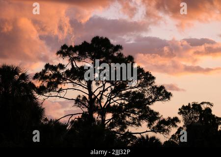 Dark silhouette of big pine tree in tropical forest against dramatic bright cloudy sky at sunset or dawn Stock Photo