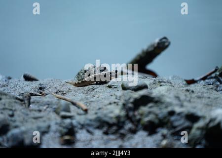 Mudskipper fish. Species fish with leg and usually find in tropical ...