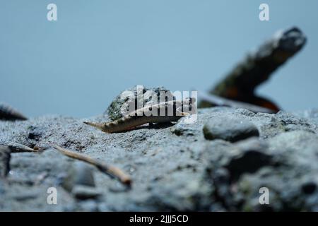 Mudskipper fish. Species fish with leg and usually find in tropical ...