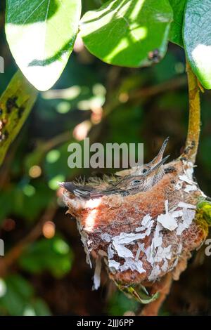 Hummingbird babies in a nest. Southern California wild birds in the nest Stock Photo