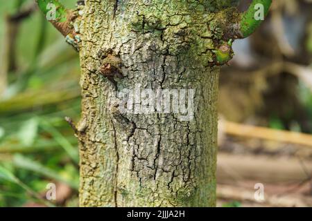 Fungus in the avocado tree,plant disease, avocado root rot Stock Photo -  Alamy