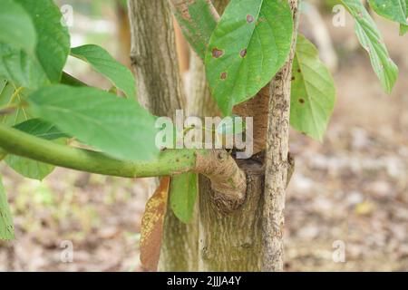 Grafting in a young avocado plant in old tree. Stock Photo