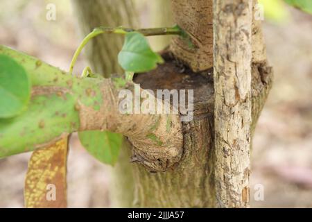 Grafting in a young avocado plant in old tree. Stock Photo