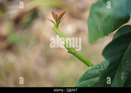 Grafting in a young avocado plant in old tree. Stock Photo