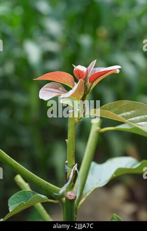 Grafting in a young avocado plant in old tree. Stock Photo