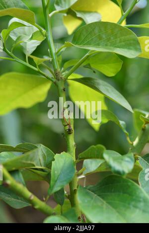 Grafting in a young avocado plant in old tree. Stock Photo