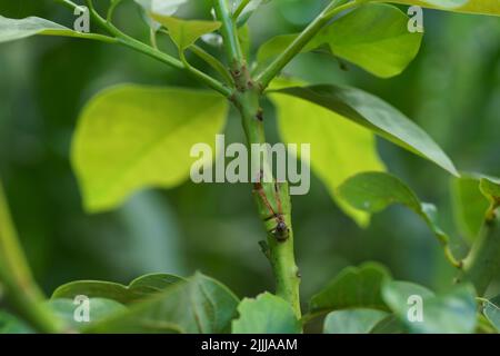 Grafting in a young avocado plant in old tree. Stock Photo