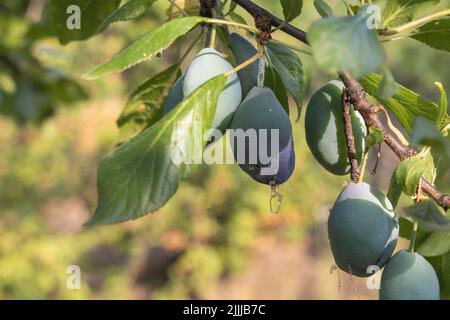 Plum tree with pests - The fruits are sick - Pest invasion concept Stock Photo