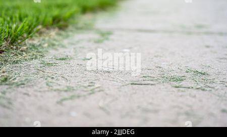 Grass clippings strewn across a residential sidewalk after mowing.  Stock Photo