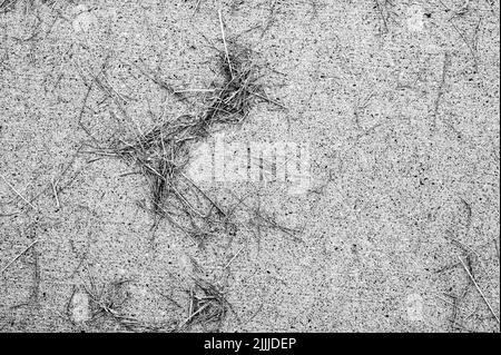 Grass clippings strewn across a residential sidewalk after mowing.  Stock Photo