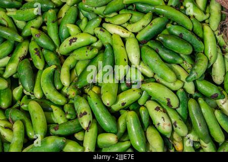 fresh organic Coccinia grandis from farm close up from different angle Stock Photo