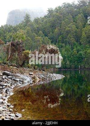 A vertical shot of the trees at the shore of the reflecting Lake MacKintosh in Tasmania, Australia Stock Photo