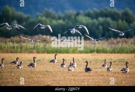 Porta Westfalica, Germany. 27th July, 2022. Gray geese sitting in a field fly off. Credit: Lino Mirgeler/dpa/Lino Mirgeler/dpa/Alamy Live News Stock Photo