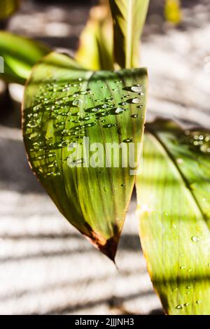 canna lily plant with rain droplets on its leaves outdoor in sunny backyard, close-up shot at shallow depth of field Stock Photo