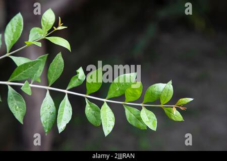 The Henna Page - The Encyclopedia of Henna - Growing Henna | Outside plants,  Backyard vegetable gardens, Prayer garden