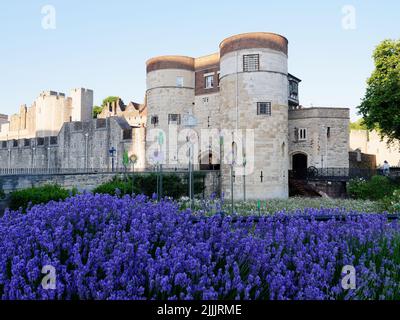 London, Greater London, England, June 22 2022: Lavender blooming in front of the Tower Of London. Stock Photo