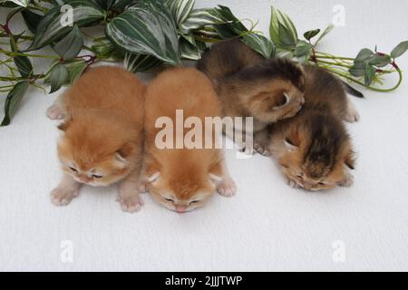 British longhair kittens on white background with green leaves. Golden chinchilla highlander. Cute fluffy kitten . Pets at cozy home. Top view web Stock Photo