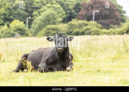 large stud black bull sitting in it's pasture during the summer months Stock Photo