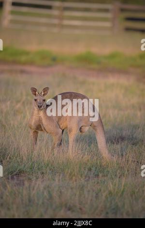 A large male Eastern Grey kangaroo is crouched and looks up from feeding and back at camera at St Lawrence camp area in Central Queensland, Australia. Stock Photo