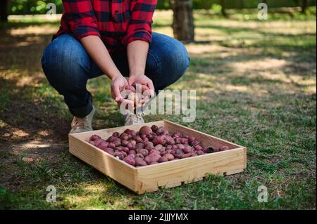 Cropped view of eco farm worker sorting freshly dug out potatoes into a wooden crate, for sale in local farmers markets. Stock Photo