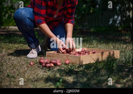 Cropped view of an agriculturist sorting freshly dug out potatoes into a wooden crate, for sale in local farmers markets Stock Photo