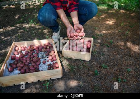 Cropped view. Hands of farmer, agriculturist sorting freshly dug potatoes in wooden crates. Harvesting. Agribusiness. Stock Photo