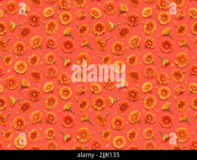 Seamless floral pattern of gerbera flowers and petals on red background top view flat lay Stock Photo