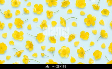 Seamless floral pattern of yellow blooming buttercup, common wild meadow flower, with bud and petals top view flat lay background Stock Photo