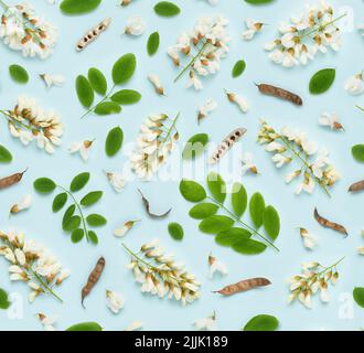 Seamless floral pattern of blooming white Robinia pseudoacacia or black locust false acacia flowers leaves and seeds on blue background top view flat Stock Photo