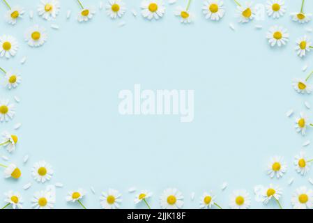 Chamomile flowers and petals frame border on blue background top view flat lay Stock Photo