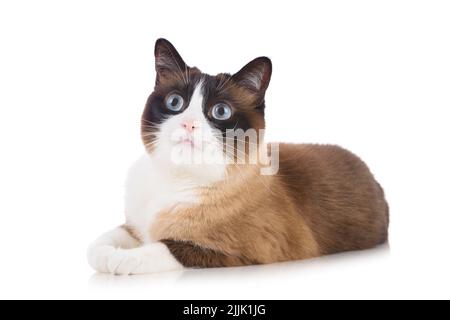 Curious snowshoe cat lying on white background isolated and looking up Stock Photo