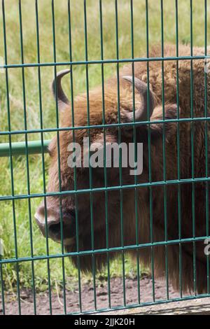 Portrait of a young bison bull with his horns Stock Photo - Alamy