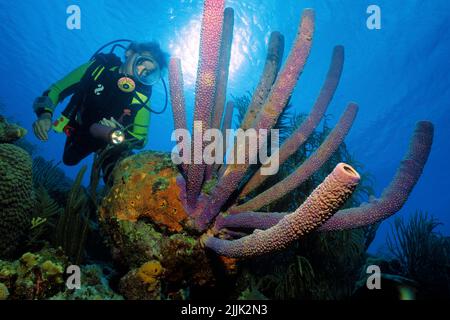 Scuba diver looks on a big Stove-pipe sponge (Aplysina archeri) in a caribbean coral reef, Curacao, Netherlands Antilles, Caribbean Stock Photo