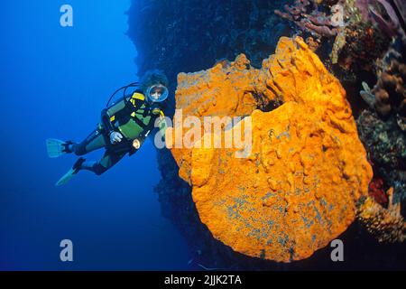 Scuba diver looks at big Orange Elephant Ear Sponge (Agelas clathrodes) in a caribbean coral reef, Saba, Netherland Antilles, Caribbean Stock Photo