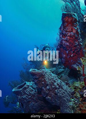 Scuba diver looks at giant Barrel sponges (Xestospongia testudinaria) in a caribbean coral reef, Roatan, Bay Islands, Honduras, Caribbean Stock Photo