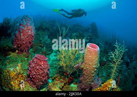 Scuba diver at giant Barrel sponges (Xestospongia testudinaria) in a caribbean coral reef, Roatan, Bay Islands, Honduras, Caribbean Stock Photo