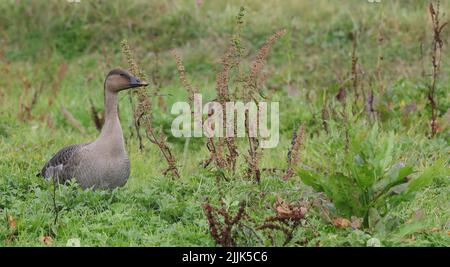 Tundra Bean goose, Anser fabalis rossicus standing in wetland Stock Photo