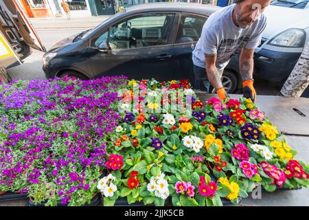 England, Dorset, Bridport, Bridport Market, Display of Potted Flowers Stock Photo