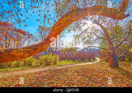 The golden carpet of dry foliage on the ground in sycamore grove with a view on the curved sycamore branch in the foreground, Kyiv Botanical Garden, U Stock Photo