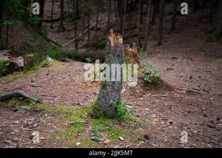 broken tree trunk in the forest. Close-up. Stock Photo