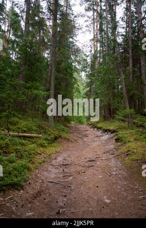 path in the forest with tree roots walked by mushroom pickers and berry pickers. covered with tree needles. Hill up. Stock Photo