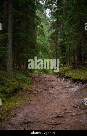 path in the forest with tree roots walked by mushroom pickers and berry pickers. covered with tree needles. Hill up. Stock Photo