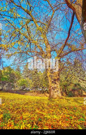 The yellow autumn foliage on the ground in front of tall spread honey locust (Gleditsia triacanthos) in Kyiv Botanical Garden, Ukraine Stock Photo