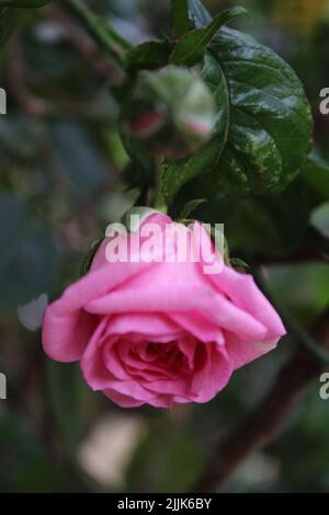 Rosebuds macrophotography. Summer blossoms in close-up. Pink Roses in the garden. Pink flower petals. Green Background. Lush Foliage. Bushy tree. Stock Photo